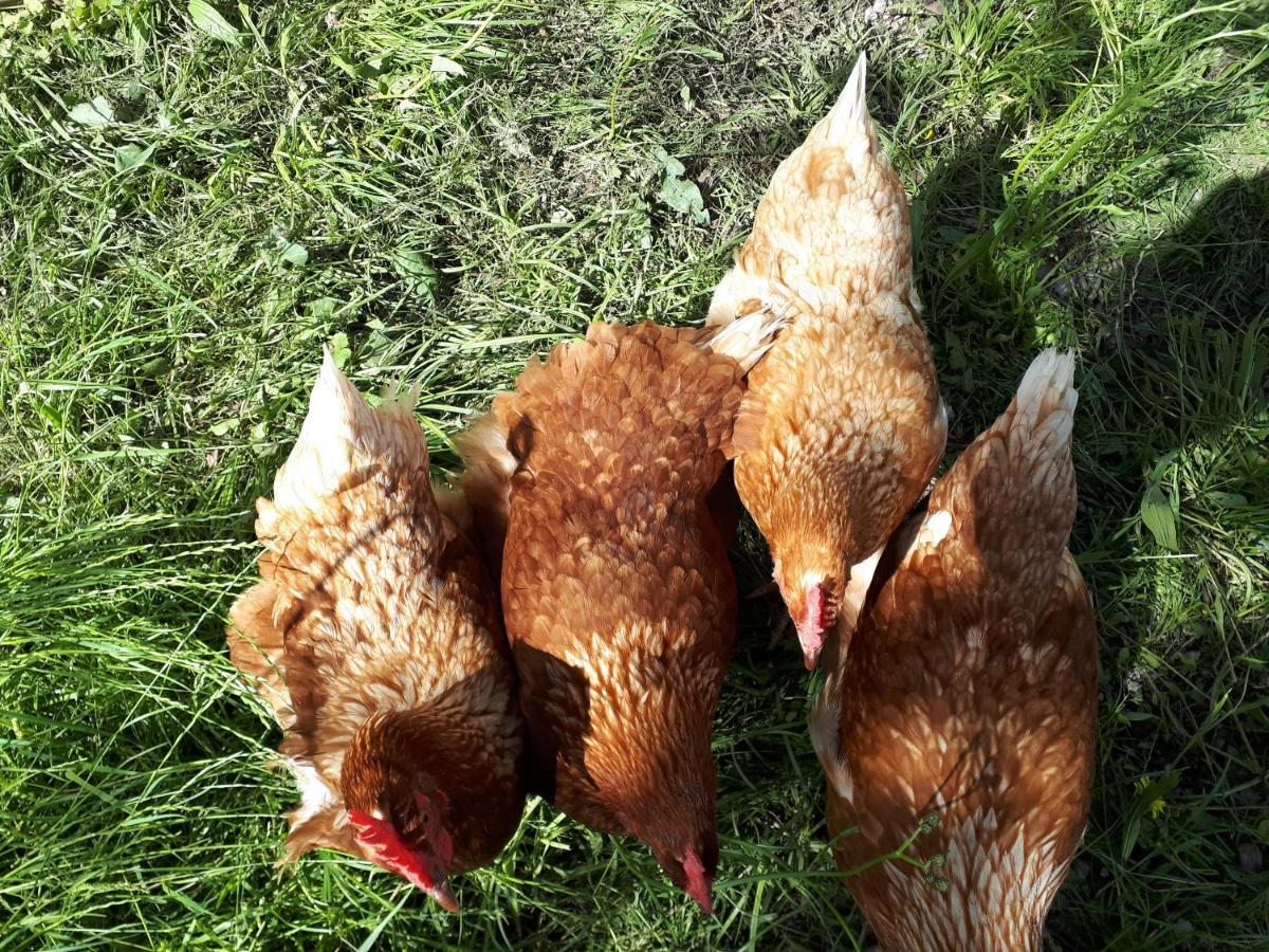 Untermuehlbauer Fam. Schreder Saalfelden Exterior foto